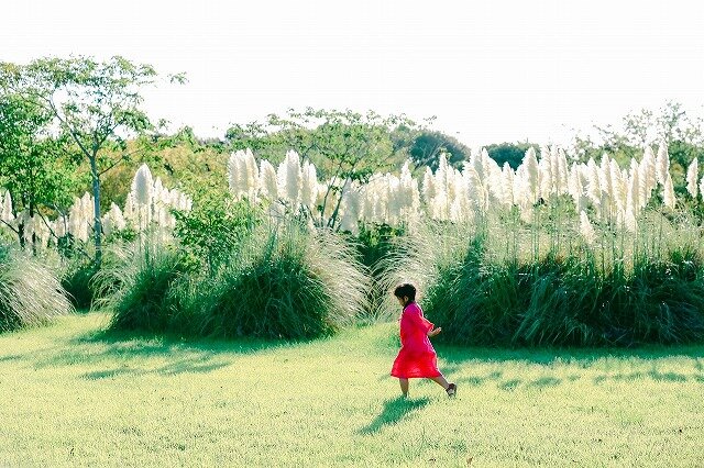 パンパスグラス | 季節の花めぐり | 海の中道海浜公園 | 福岡市東区に